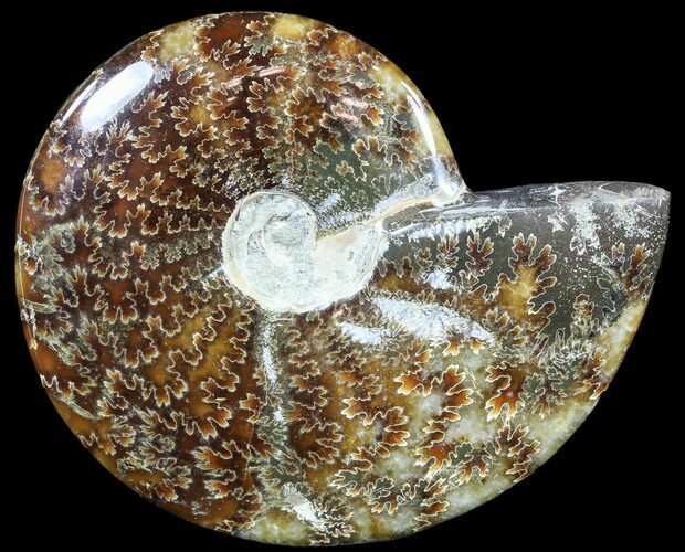 Polished, Agatized Ammonite (Cleoniceras) - Madagascar #54739